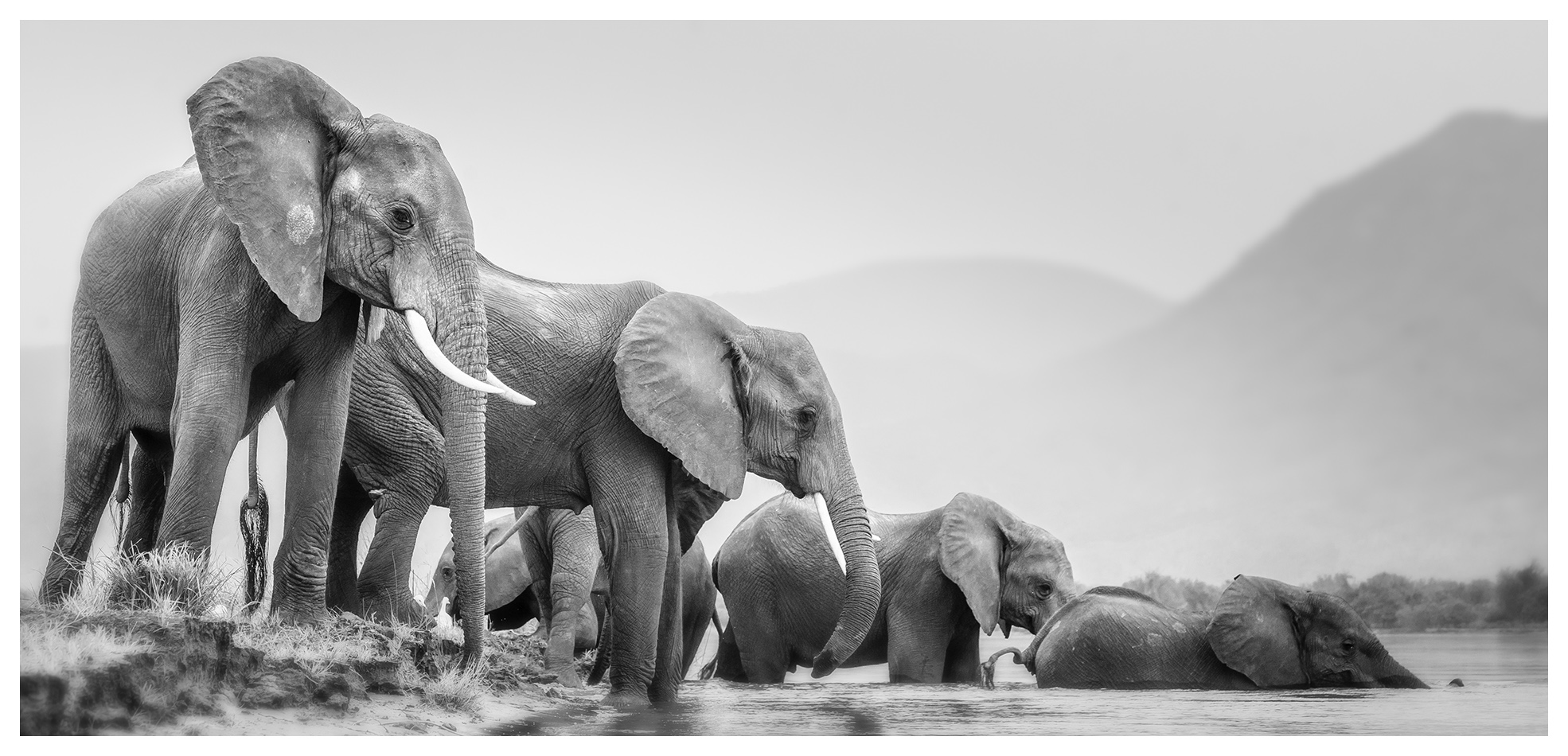 wildlife fine art prints